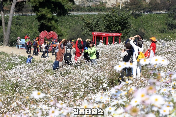 [기획보도]정읍의 가을은 축제의 계절!(구절초 꽃축제) (1).jpg