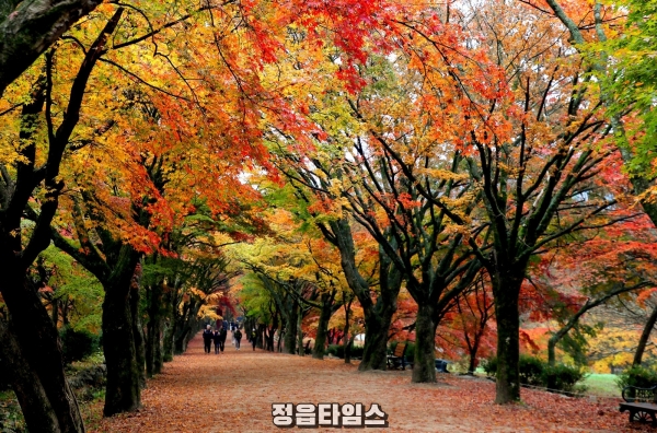 [기획보도]정읍의 가을은 축제의 계절!(내장산 단풍) (6) (1).jpg