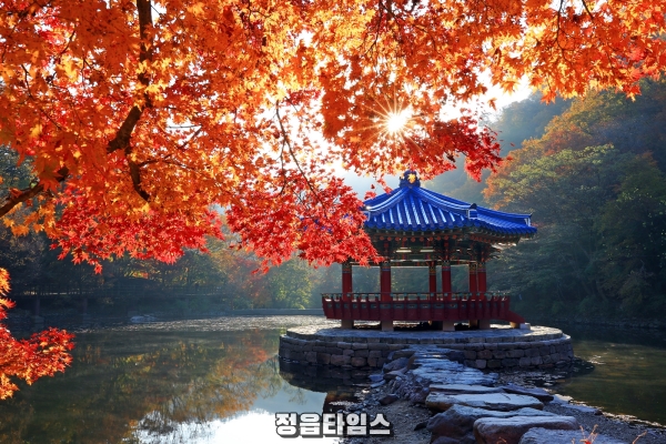 [기획보도]정읍의 가을은 축제의 계절!(내장산 단풍) (8) (1).jpg